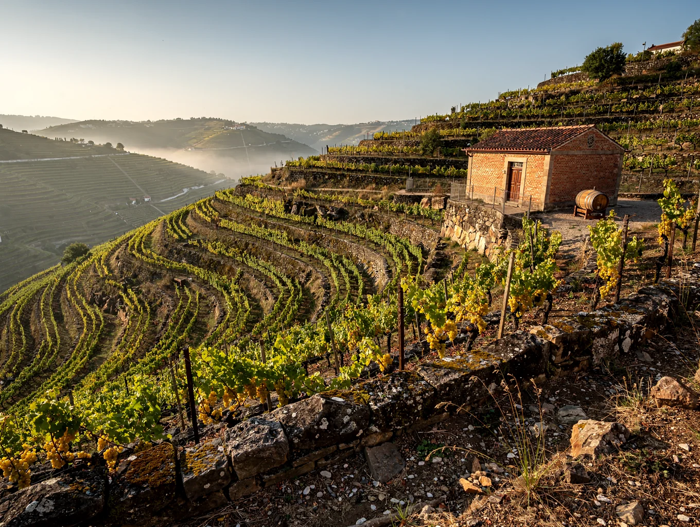 Sunlit vineyard rows overlooking the mountain ridges of Ronda
